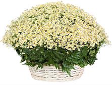 Цветочная композиция из Ромашки в корзине #REPLACE_PRED# Поселок Лесхоза